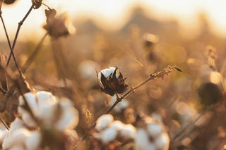 Cotton Plant in Field